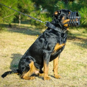 Кожаный намордник для ротвейлера